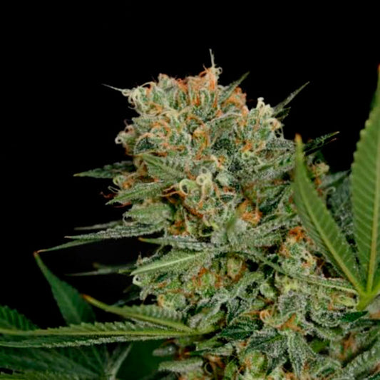 Sweet Russian  1 u. fem. Garden of Green Seeds