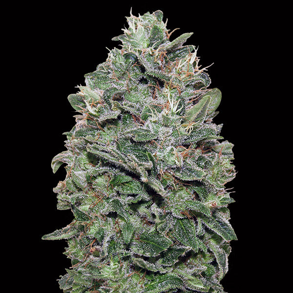 Sweet Somango 3 fem. seeds 00 Seeds