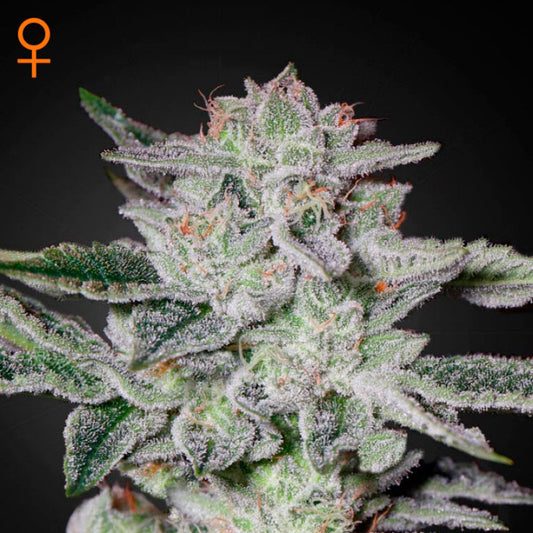 Sweet Valley Kush  3 u. fem. Green House