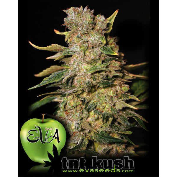 TNT Kush 3+1 ud. fem. Eva Seeds