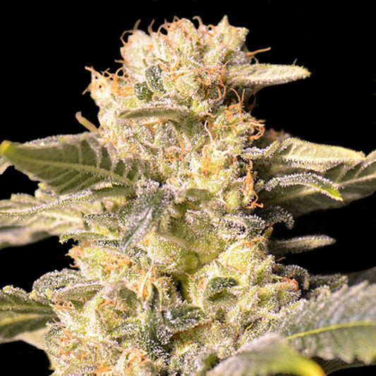TNT Kush CBD 3+1 u. fem. Eva Seeds