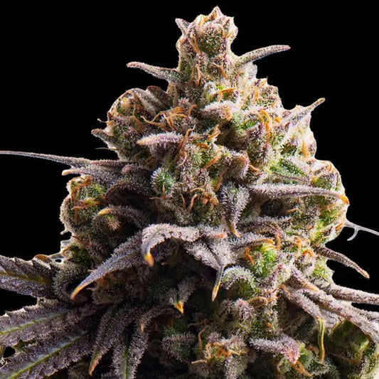 Tahitian Tingle Triploid   5 u. fem Triploid Seeds