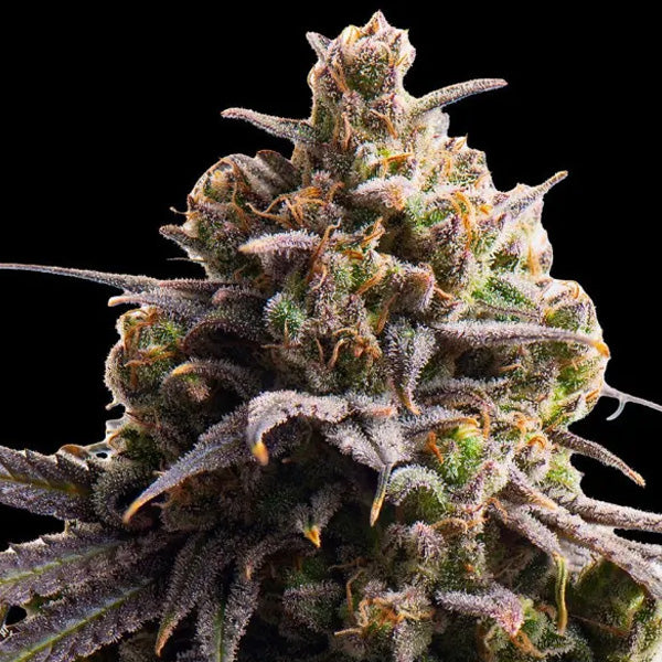 Tahitian Tingle Triploid  10 u. fem Triploid Seeds
