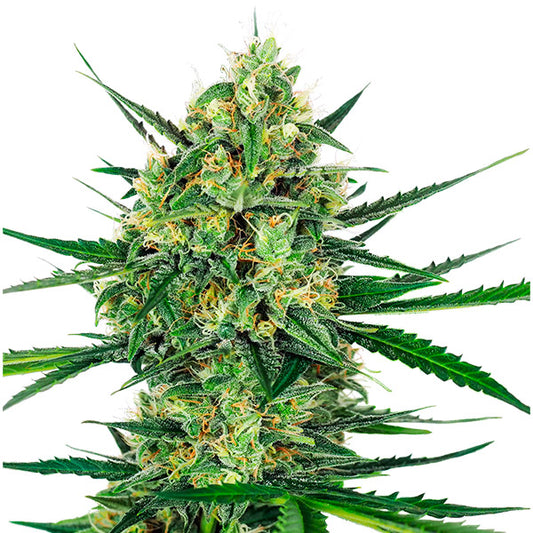 Tangerine Sugar  5 u. fem. Sensi Seeds