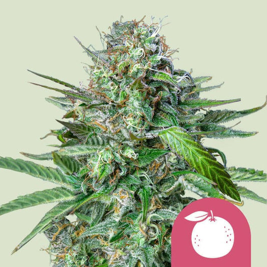 Tangie   1 u. fem. Royal Queen