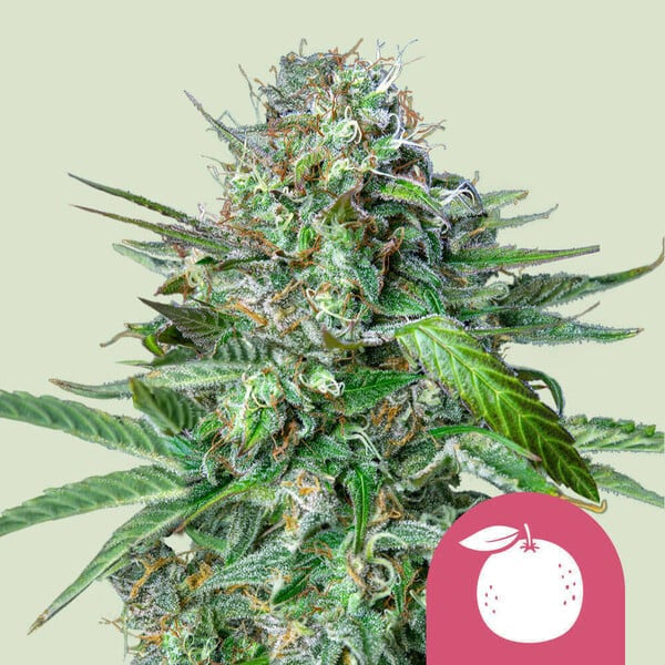 Tangie  10 u. fem. Royal Queen