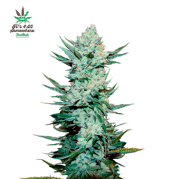 Tangie Matic Auto 5 pc. fem. FastBuds Seeds