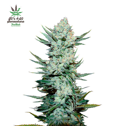 Tangie Matic Auto 10 pcs. fem. FastBuds Seeds