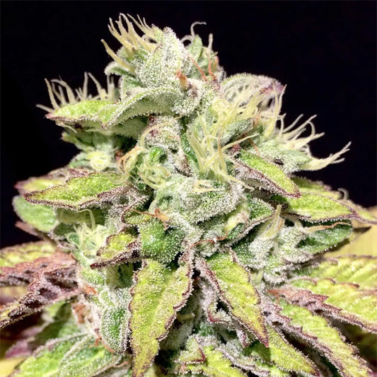Tarta Helada 6 u. fem Mamiko Seeds