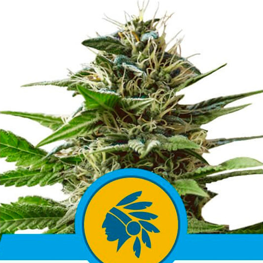 Tatanka Pure CBD  1 u. fem. Royal Queen