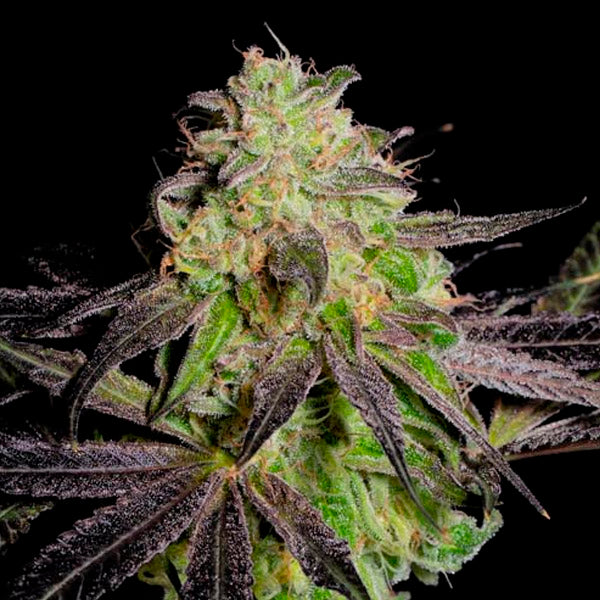 Tha Gelee 3 u. fem Grateful Seeds