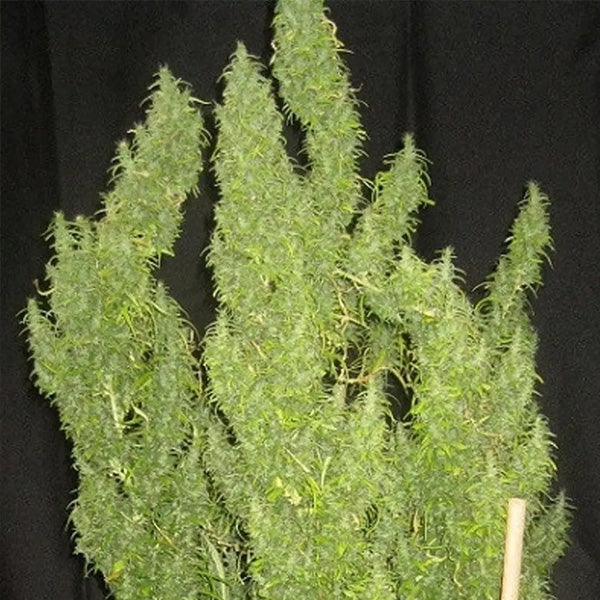 Thai   5 u. Regolare Ace Seeds