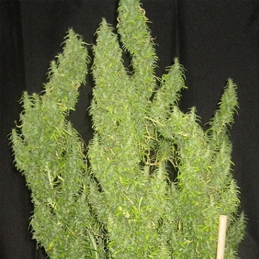 Thai   5 u. Regular Ace Seeds
