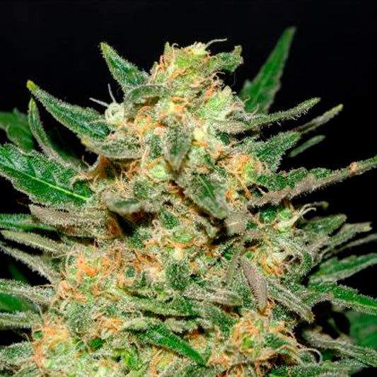 Thai Fantasy   5 u. fem. Kannabia Seeds