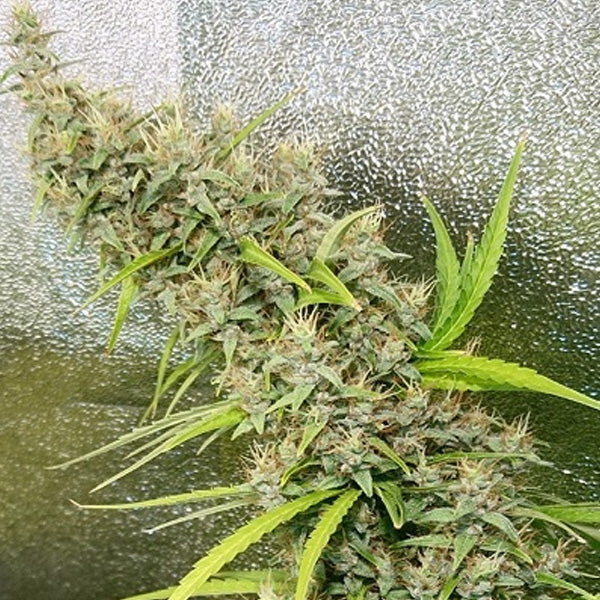 Thai x Panama 5 u. fem. Ace Seeds
