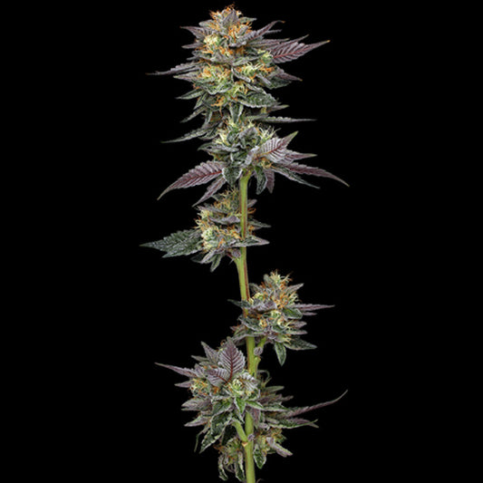 The Bling 3 u. fem Humboldt Seeds Company