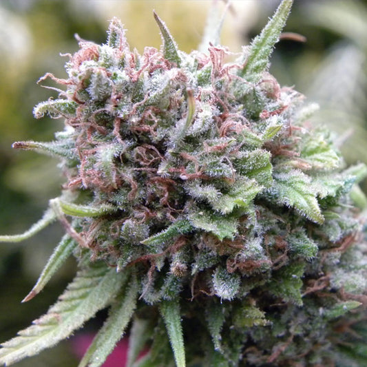 The Cure (AF/SK x HZ (AC)) 15 u. reg. Mr. Nice Ed. Limitada