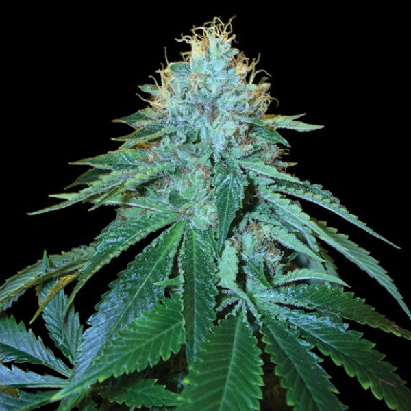The OG #18 - 3 fem. units DNA Genetics