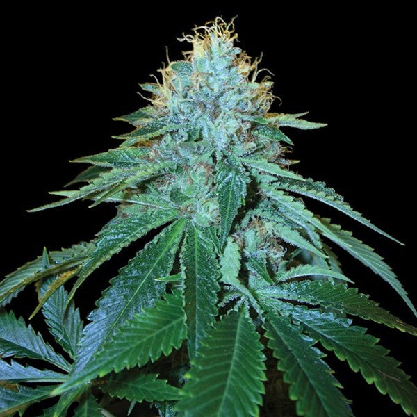 The OG #18 - 10 pc. fem. DNA Genetics