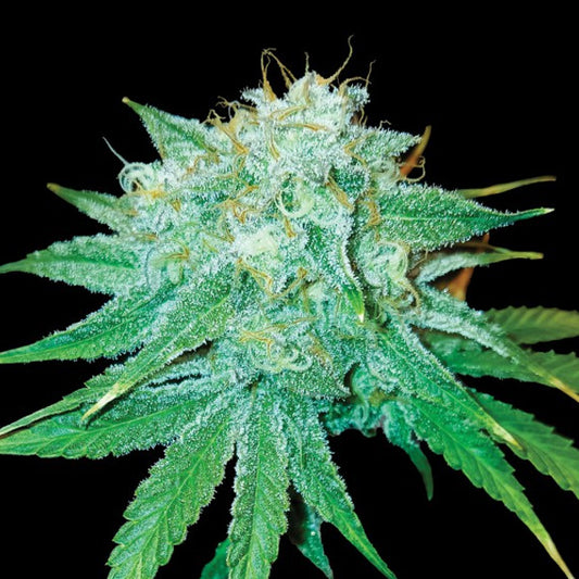The Stinking Rose 10 u. fem. DNA Genetics