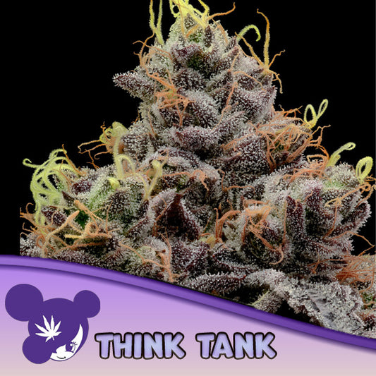 Think Tank  5 u. fem Anesia