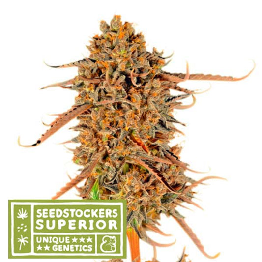 Thunder Banana fem. 1 pc. Seedstockers Superior