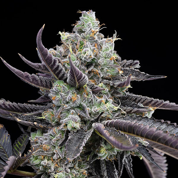 Tie Die 6 u. fem Cookies Seed Bank