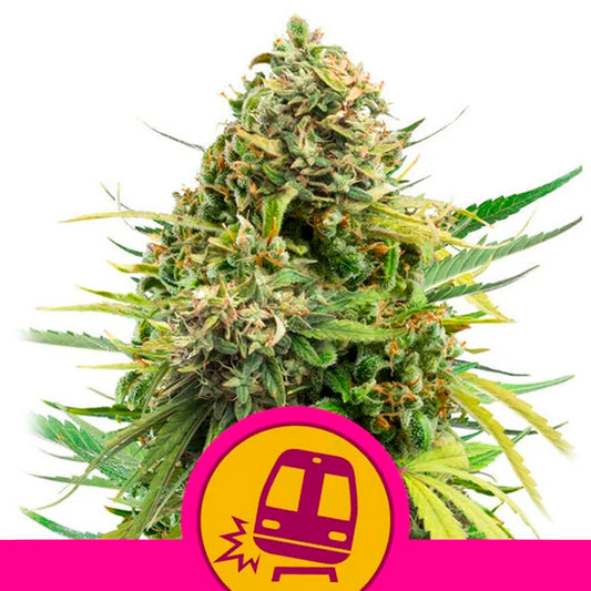 Trainwreck 5 ud. fem. Royal Queen