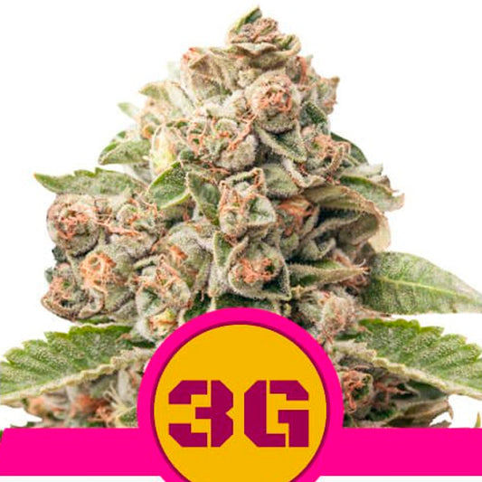 Triple G - 10 fem. units. Royal Queen