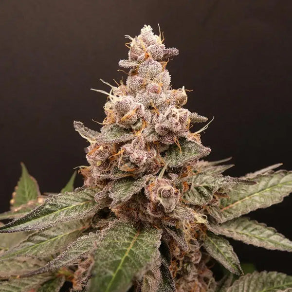 Trop Cherry Hash  3+1 Bask Triangle Farms