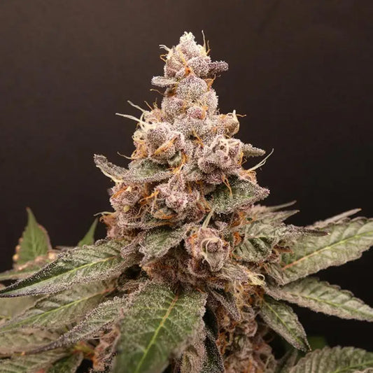Trop Cherry Hash  5+2 Bask Triangle Farms