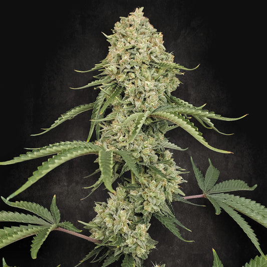 Tropical Fruit Cake  5 u. fem. Paradise Seeds