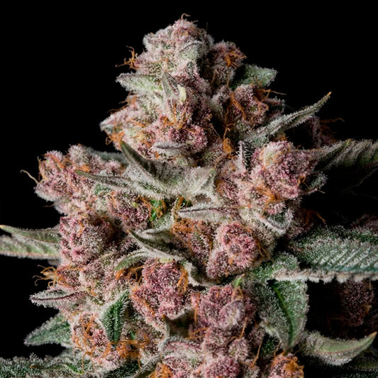 Tropical Jam  5 ud Silent Seeds