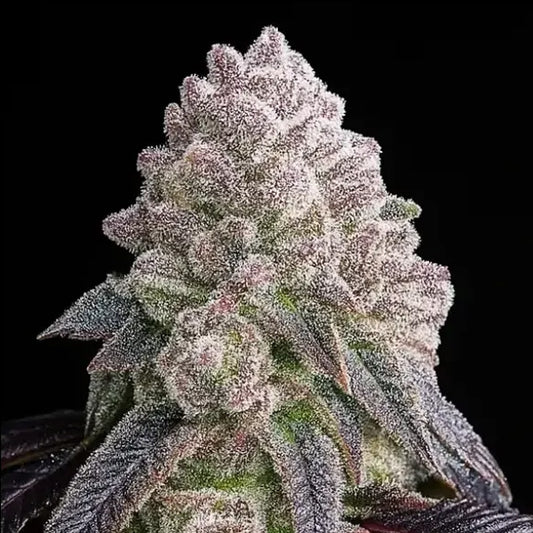 Tropical Sherbberry Triploid   5 u. fem Triploid Seeds