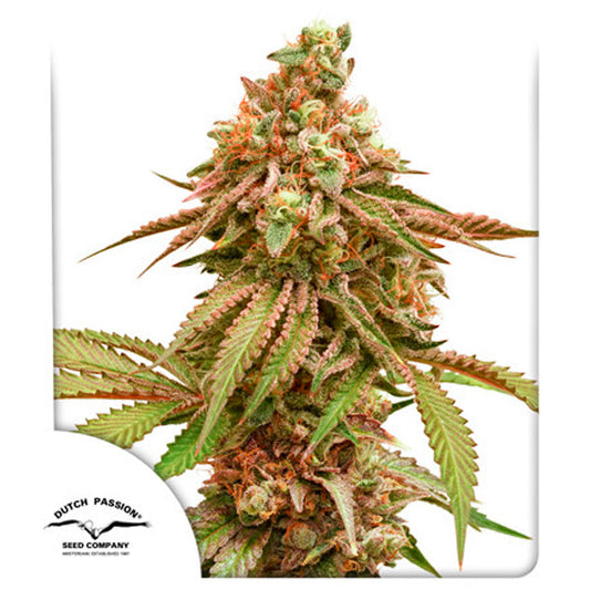 Tropical Tangie  3 u. fem. Dutch Passion