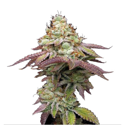 Tropical Zmoothie fem. 5 pc. Seedstockers Superior
