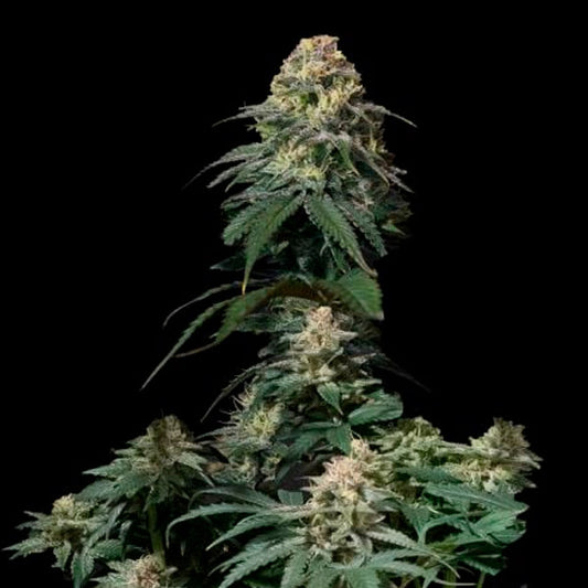 Tropicana Cookies Fast Flowering 3 pcs. fem. FastBuds Seeds