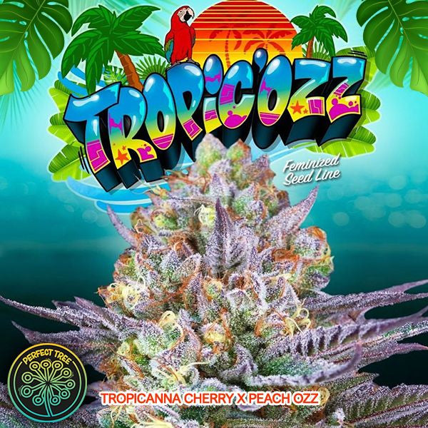 Tropic’ozz 6 u. fem Perfect Tree