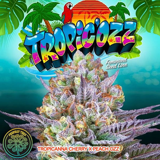 Tropic’ozz 6 u. fem Perfect Tree