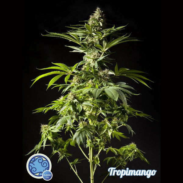 Tropimango 5 f Philosopher