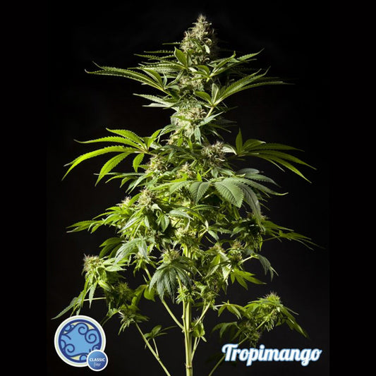 Tropimango 5 u fem Philosopher