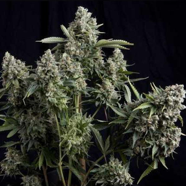 Tutankhamon Fast 3 u. fem. Pyramid Seeds