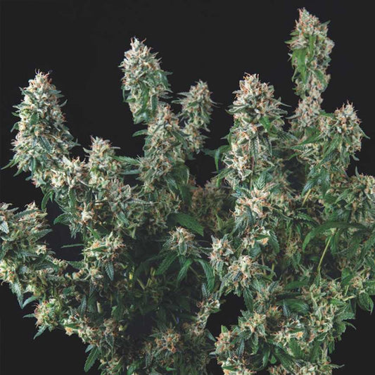 Tutankhamon x Cookies USA  5 u. fem. Pyramid Seeds Gold Line