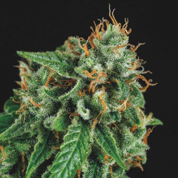 Tutankhamon x Gorilla Glue  5 u. fem. Pyramid Seeds Gold Line