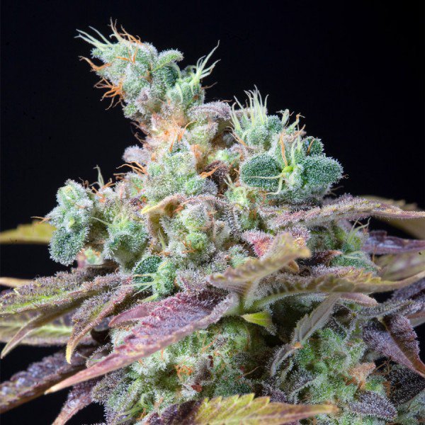 Txomango 25 u. fem. Genehtik Seeds