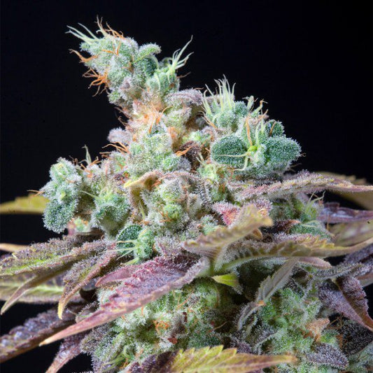 Txomango 25 u. fem. Genehtik Seeds