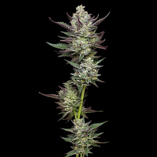 Vanilla Creme Pie 3 u. fem Humboldt Seeds Company