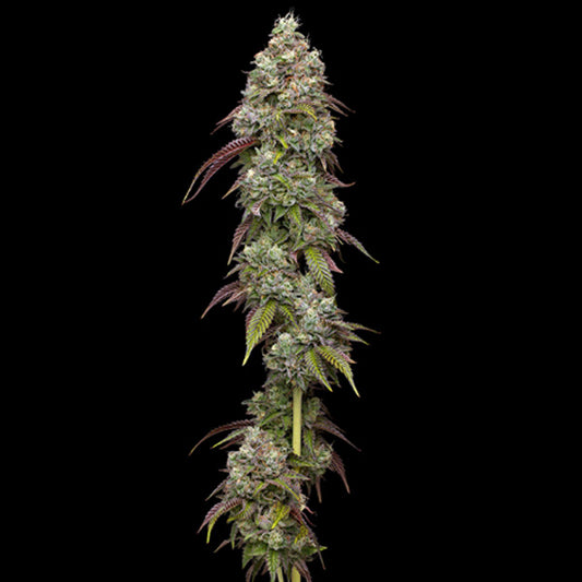 Vanilla Frosting 3 u. fem Humboldt Seeds Company
