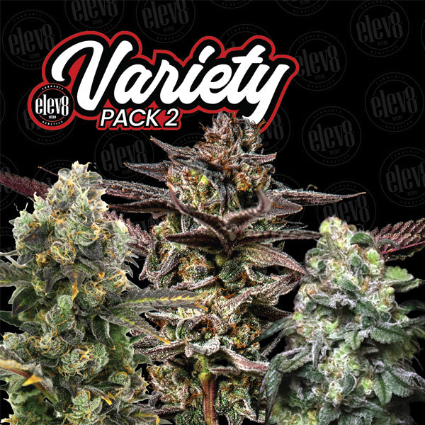 Variety Pack #2 - 6 pz. femminizzati Elev8 Seeds
