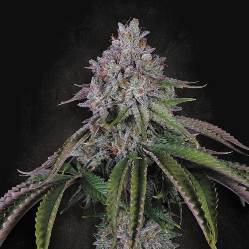 Velvet Mist   3 u. fem. Paradise Seeds